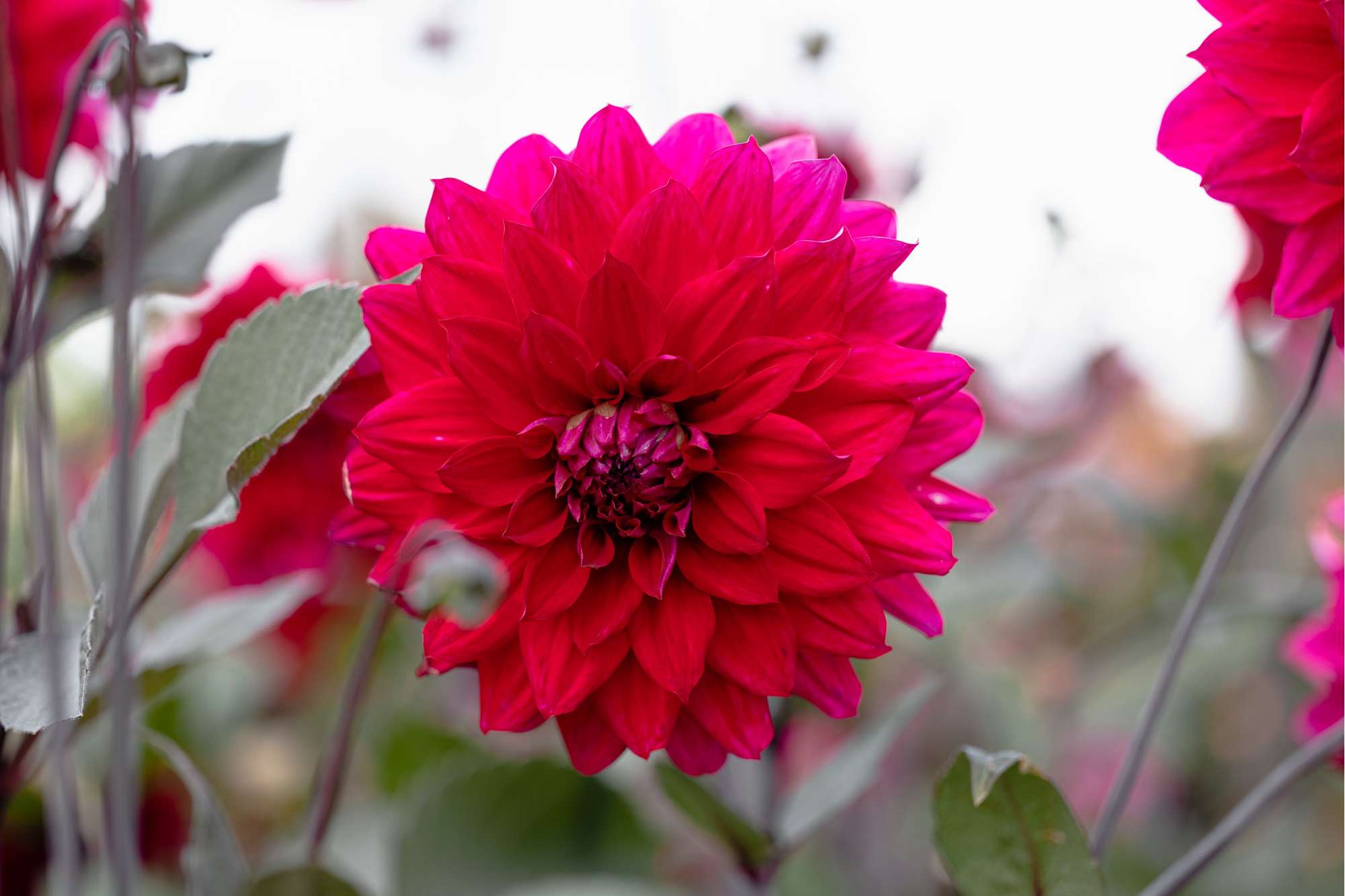 Dahlia 'Engelhardts Matador'